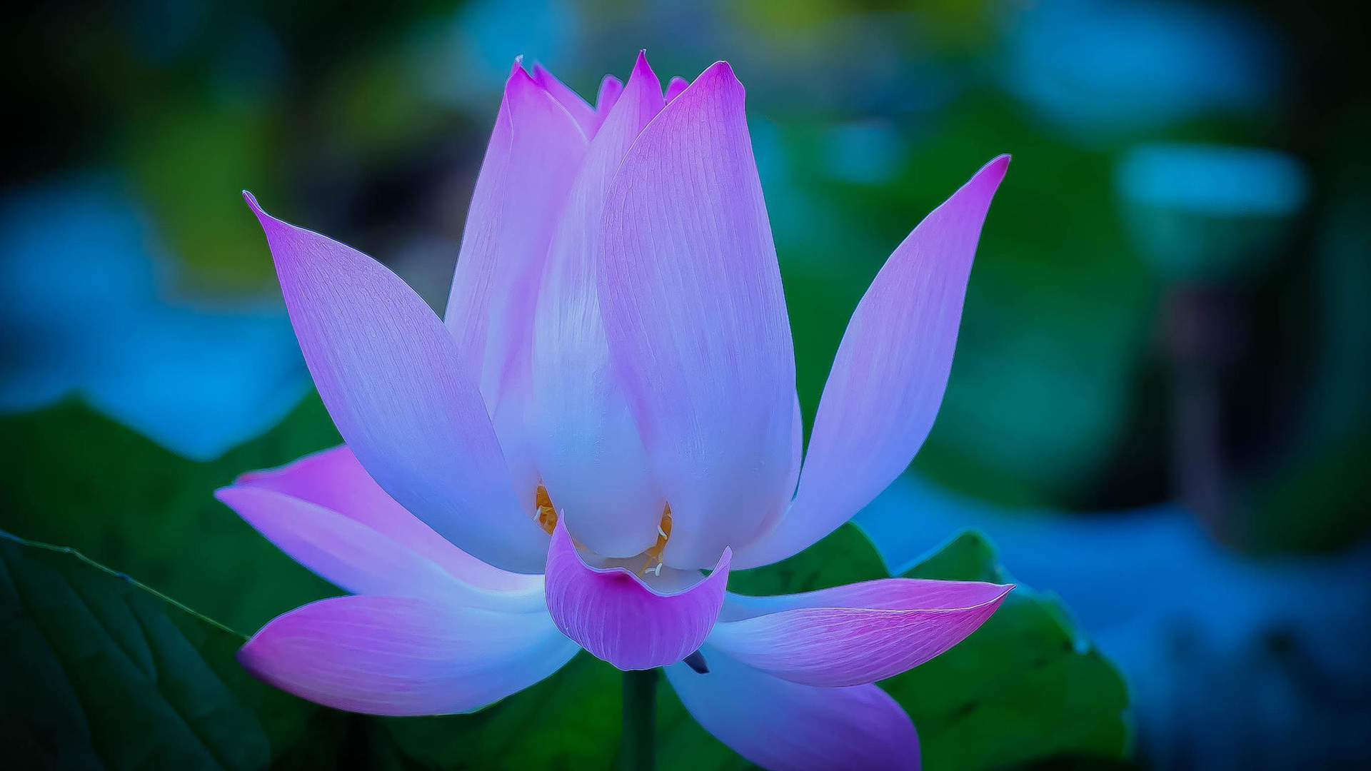 莲花，粉色花瓣，莲花桌面高清壁纸