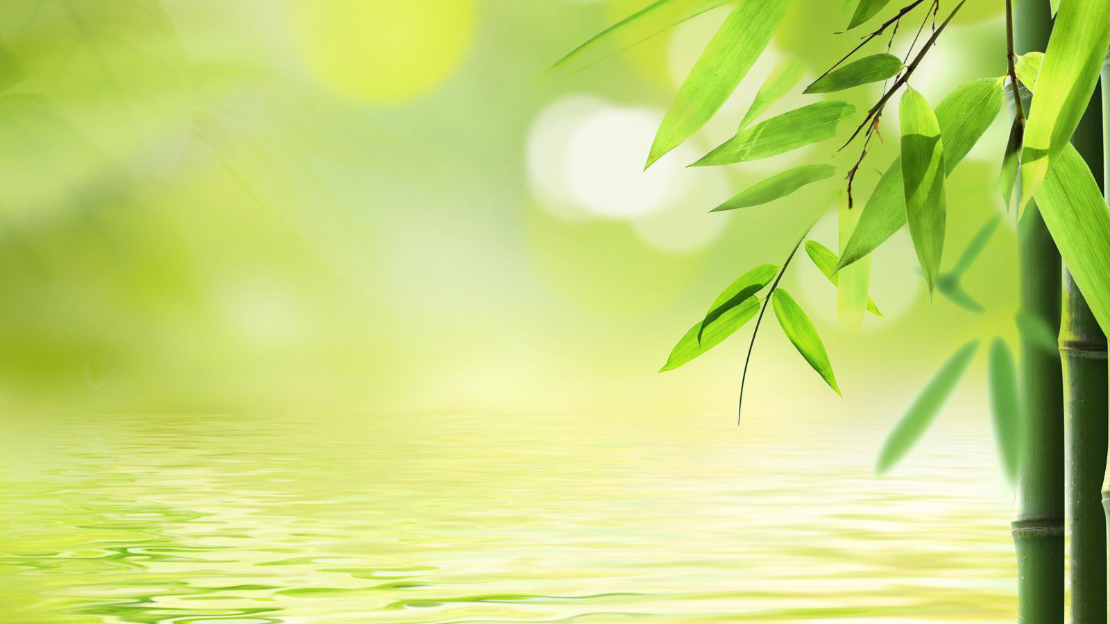 清清的绿竹电脑桌面高清壁纸