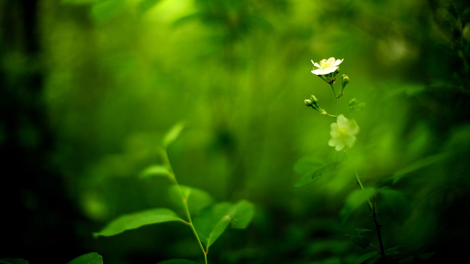 漂亮的绿色桌面背景
