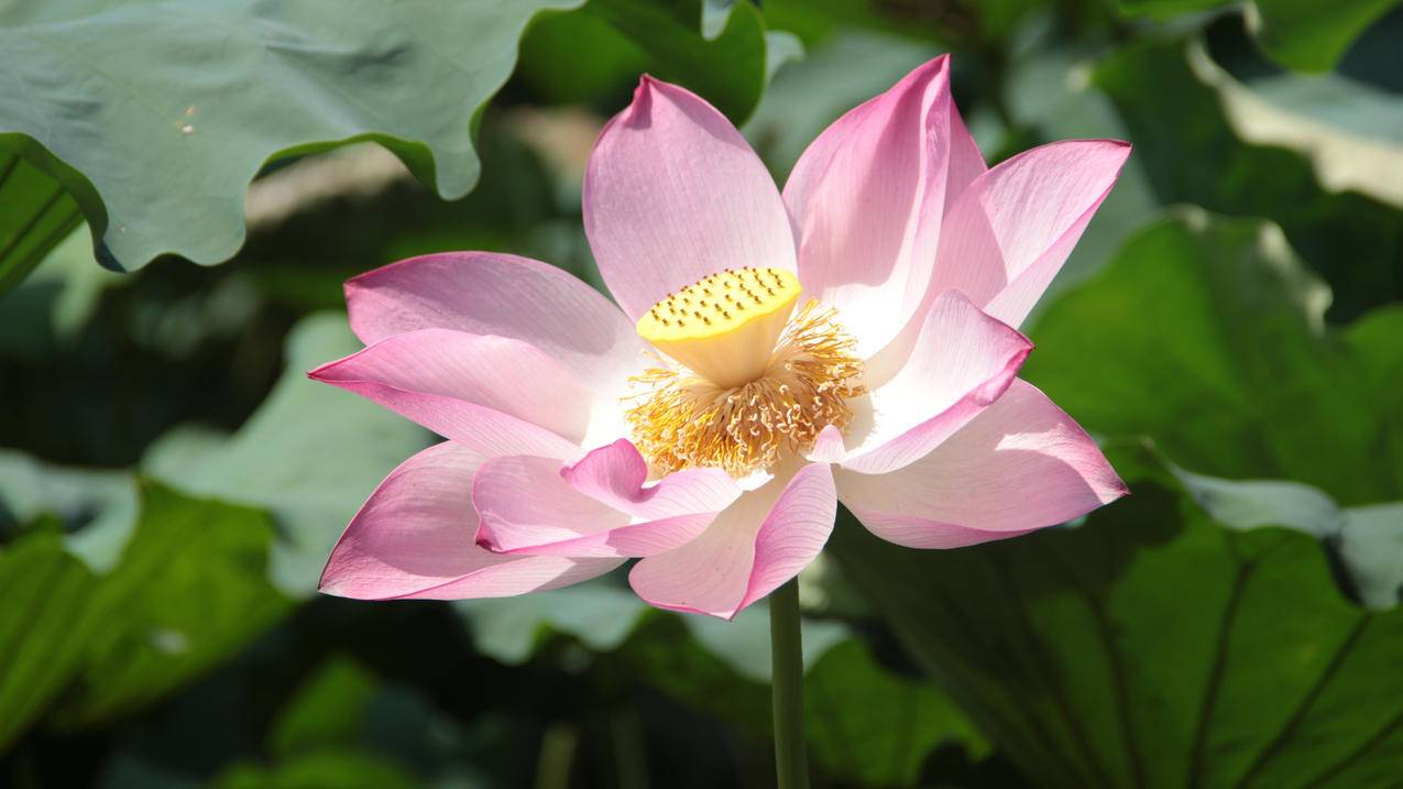 静物写真荷花4k高清壁纸