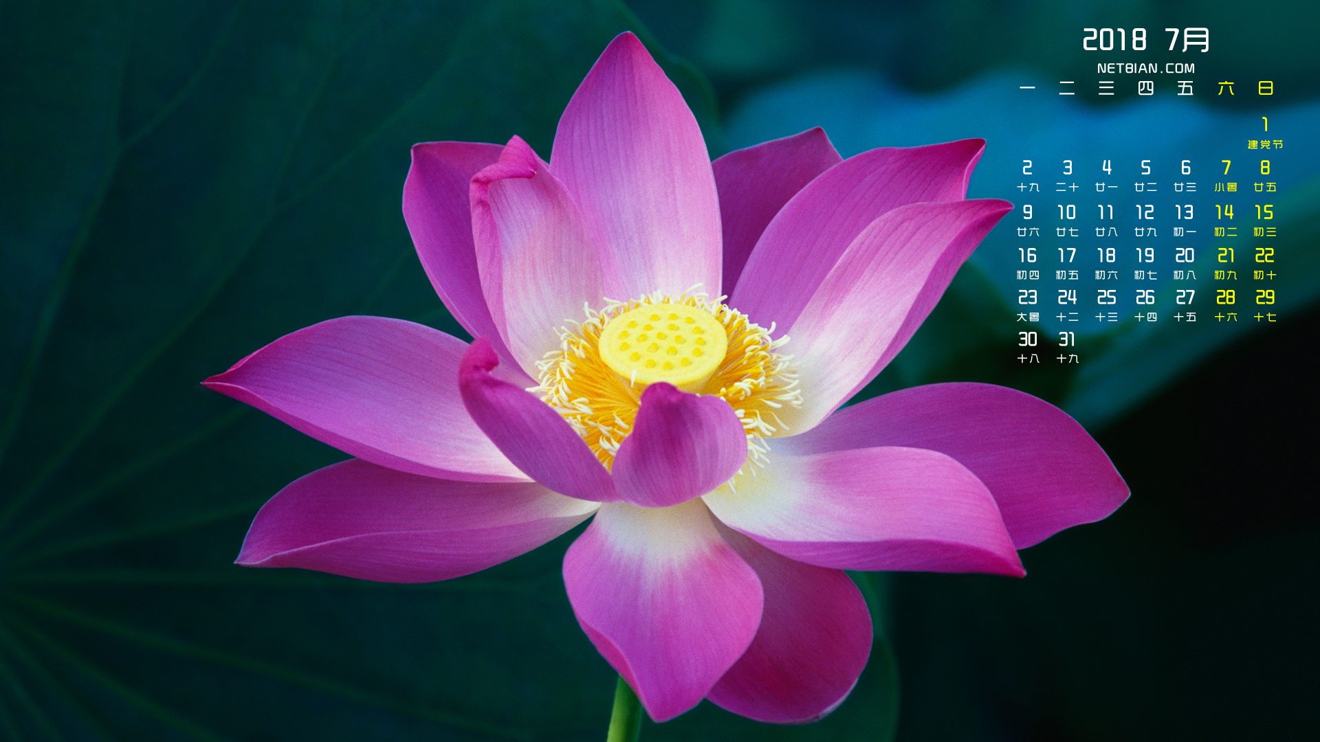 莲花2018年7月日历桌面高清壁纸