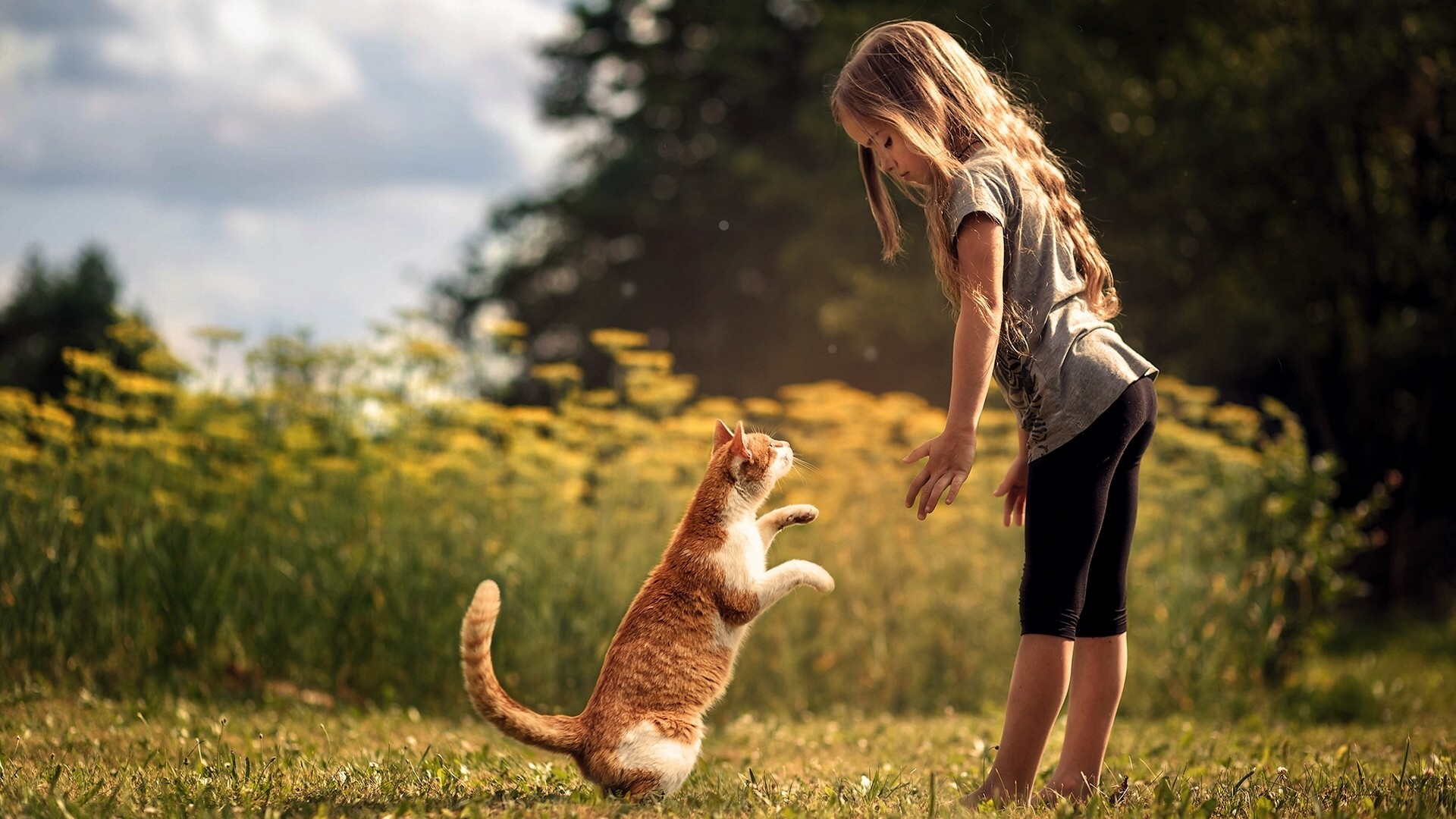 小女孩，猫，站起来，朋友，树林，草地，自然桌面高清壁纸