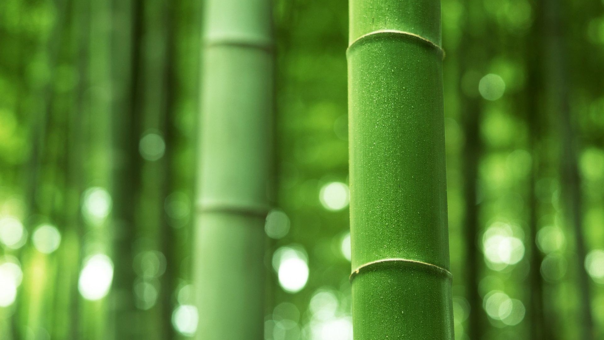 竹,绿色竹子背景,竹子电脑高清壁纸