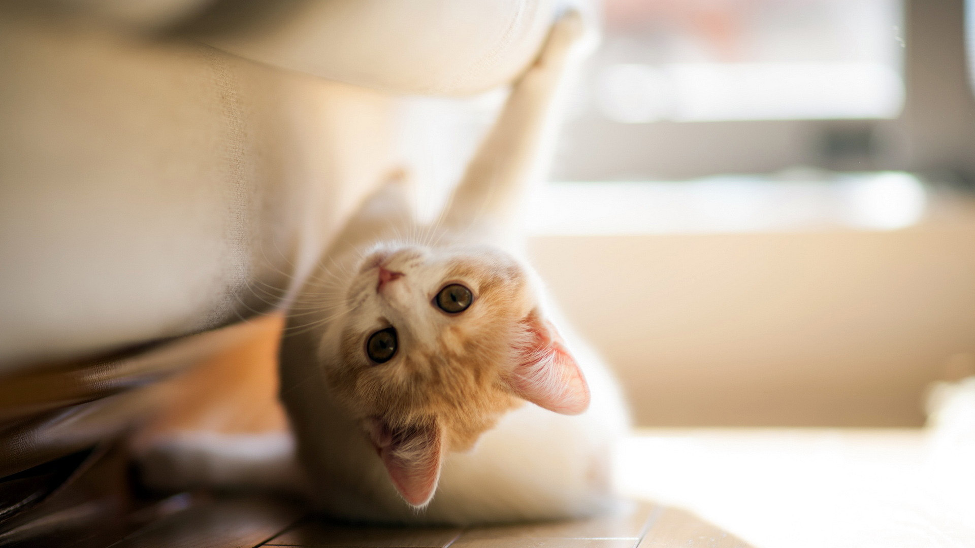 在沙发玩耍的小猫桌面高清壁纸