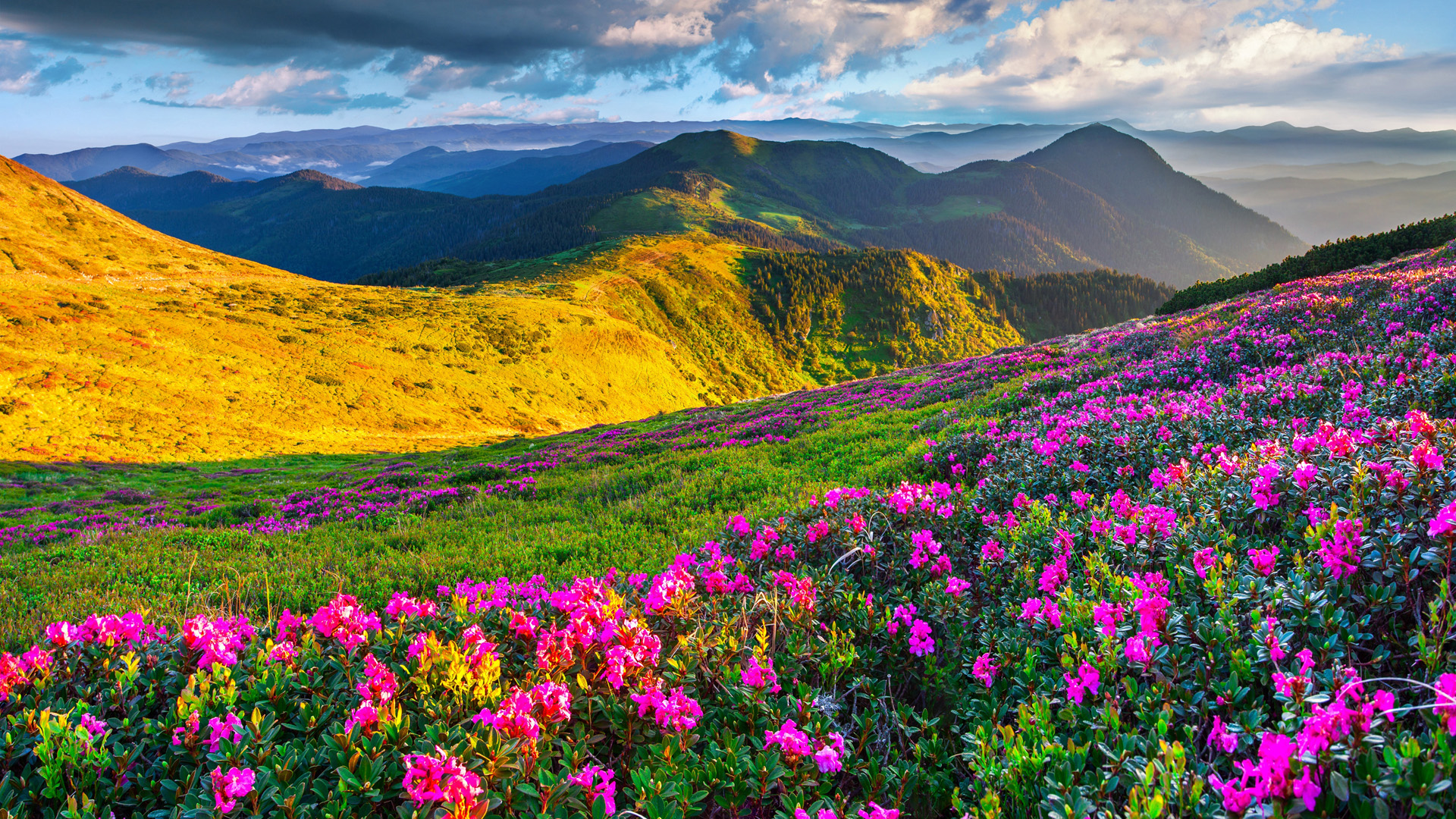 山,草地,粉色鲜花,风景桌面高清壁纸