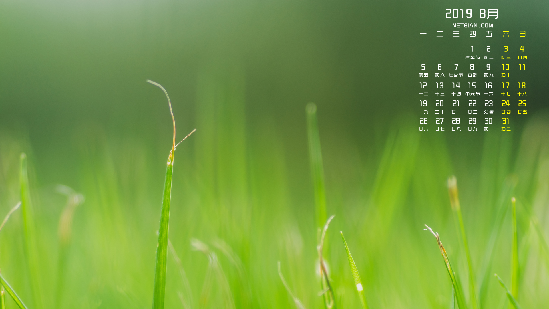 小草2019年8月日历桌面高清壁纸绿色护眼