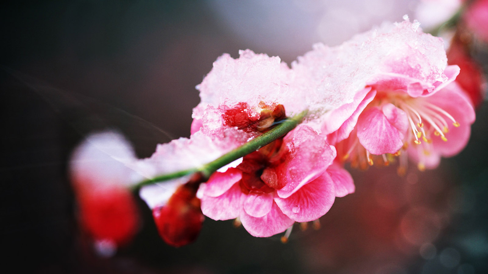 雪梅电脑桌面高清壁纸