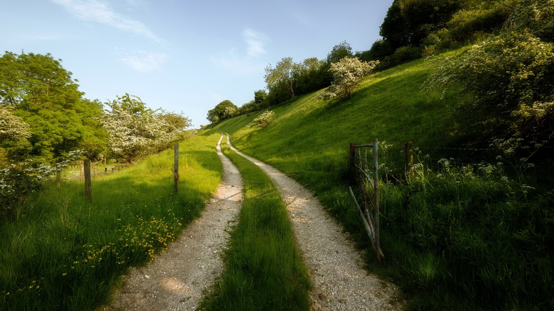 道路,天空,绿色草地树木,夏天自然风景高清壁纸