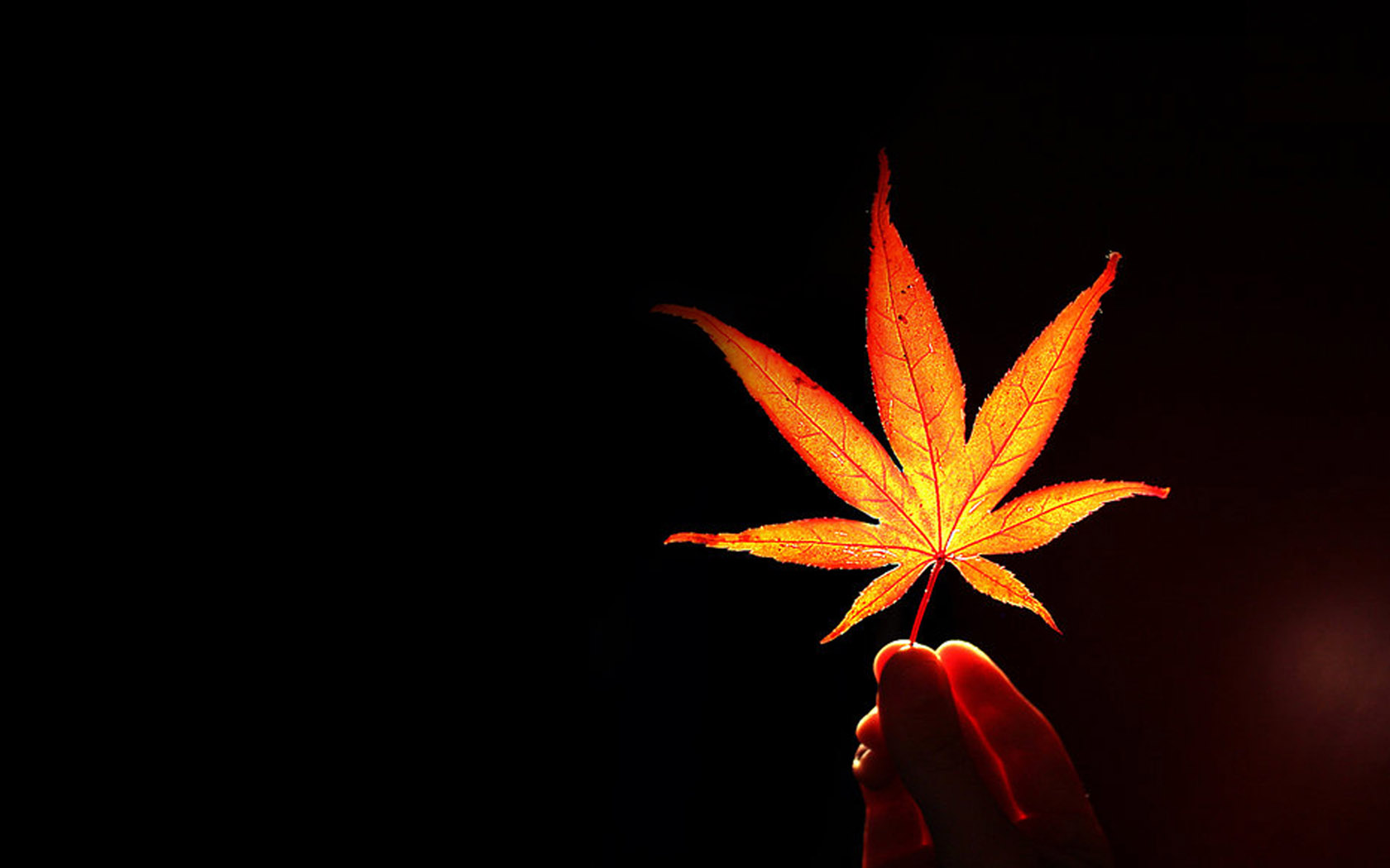 一叶知秋高清壁纸