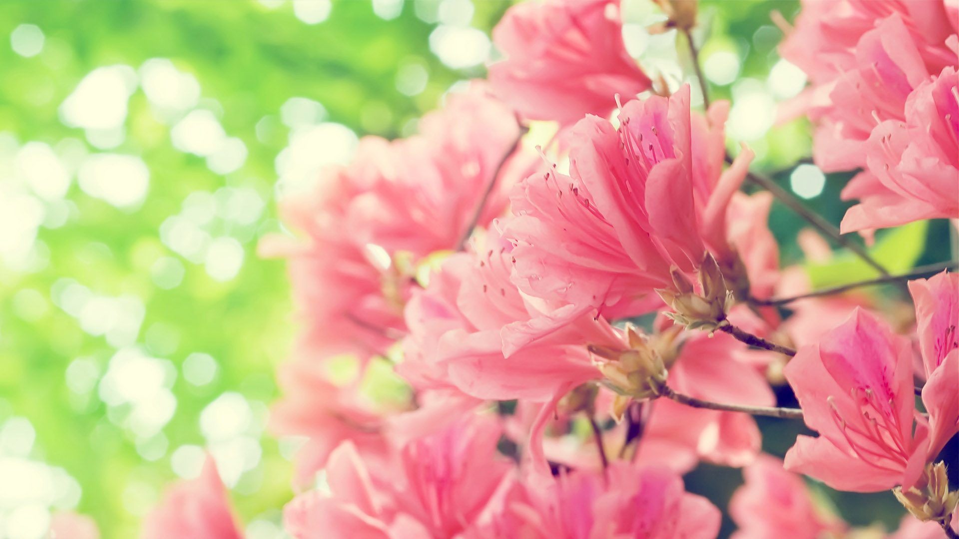 漂亮电脑桌面花卉高清壁纸